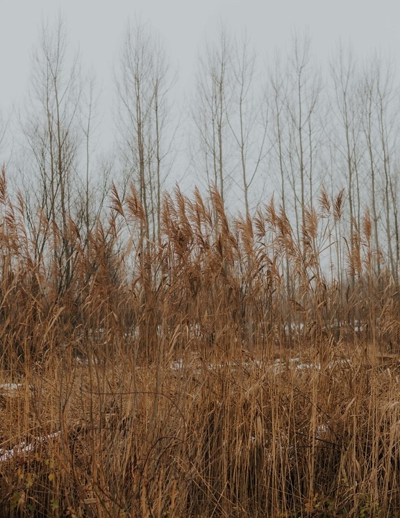 reed grass, straw, reeds, marshlands, field, landscape, nature, snow, cold, marsh