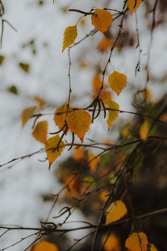 žluté listy, větvička, pobočky, větvička, příroda, větev, strom, list, podzim, dřevo