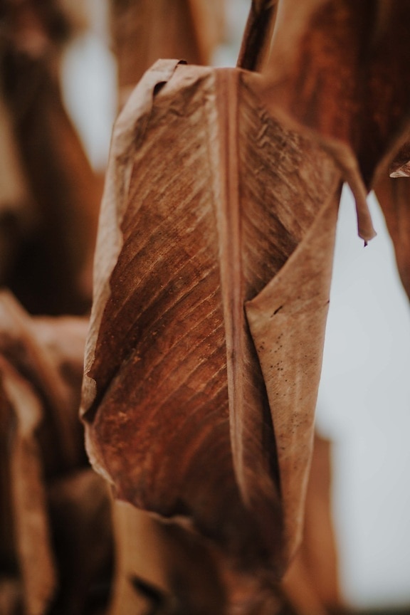 dry season, leaf, light brown, close-up, dry, nature, natural, upclose, texture, autumn