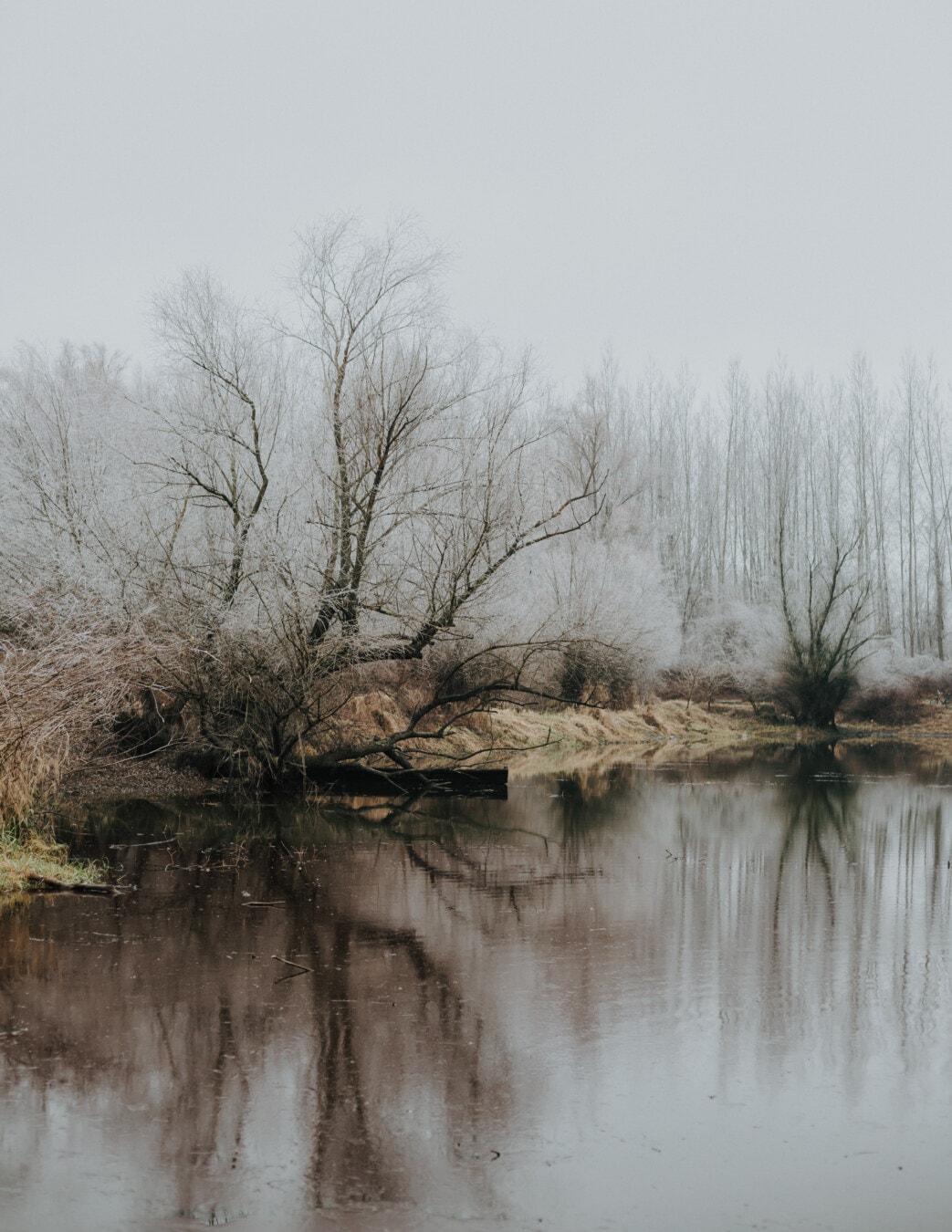 mist, winter, cold water, foggy, swamp, landscape, tree, nature, wood, water