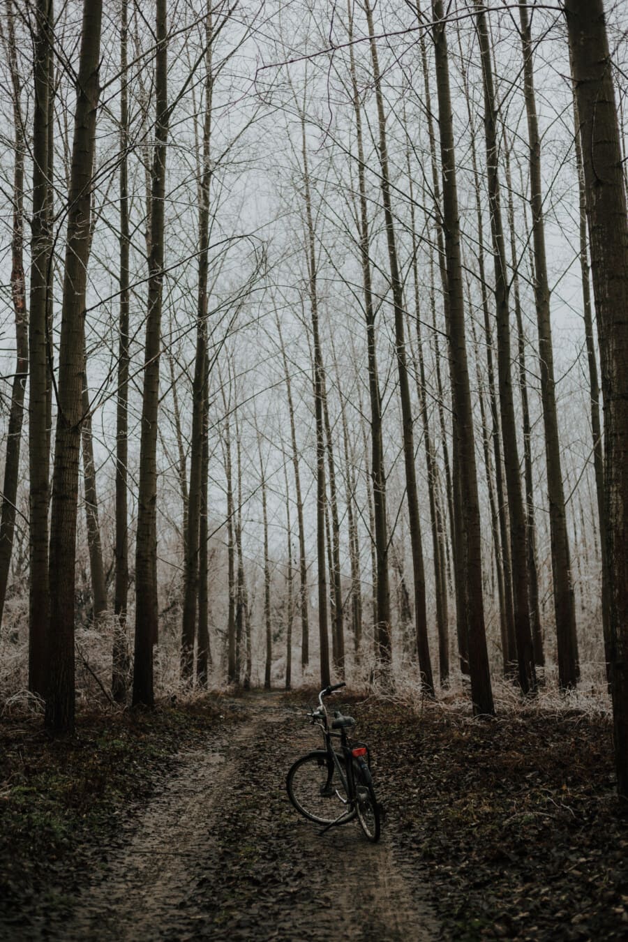 forest trail, forest, forest path, winter, bicycle, cold, branches, frozen, trees, poplar