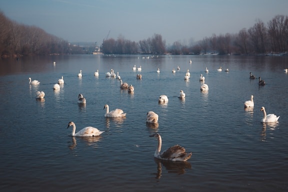 утро, на берегу озера, птицы, плавание, лебедь, озеро, вода, птица, отражение, природа