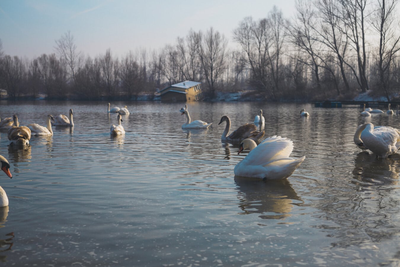 flock, swan, birds, water, lake, bird, lakeside, winter, nature, waterfowl