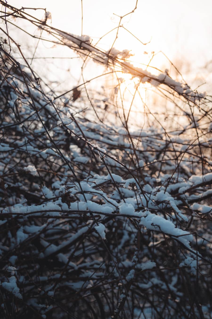 Zweig, schneebedeckt, Strauch, Sonnenlicht, hinterleuchtet, Struktur, Schnee, Ast, Winter, Kälte