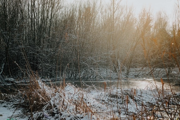 swamp, sunshine, frozen, water level, branches, marshland, tree, nature, frost, dawn