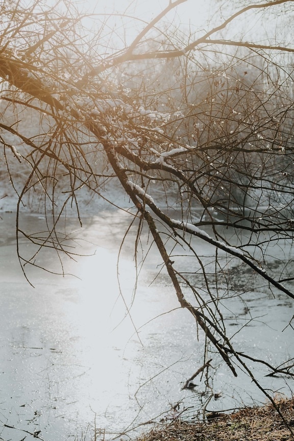 взимку, яскраве сонячне світло, дерево, гілки, сніжно, озеро, заморожені, погода, ліс, деревина