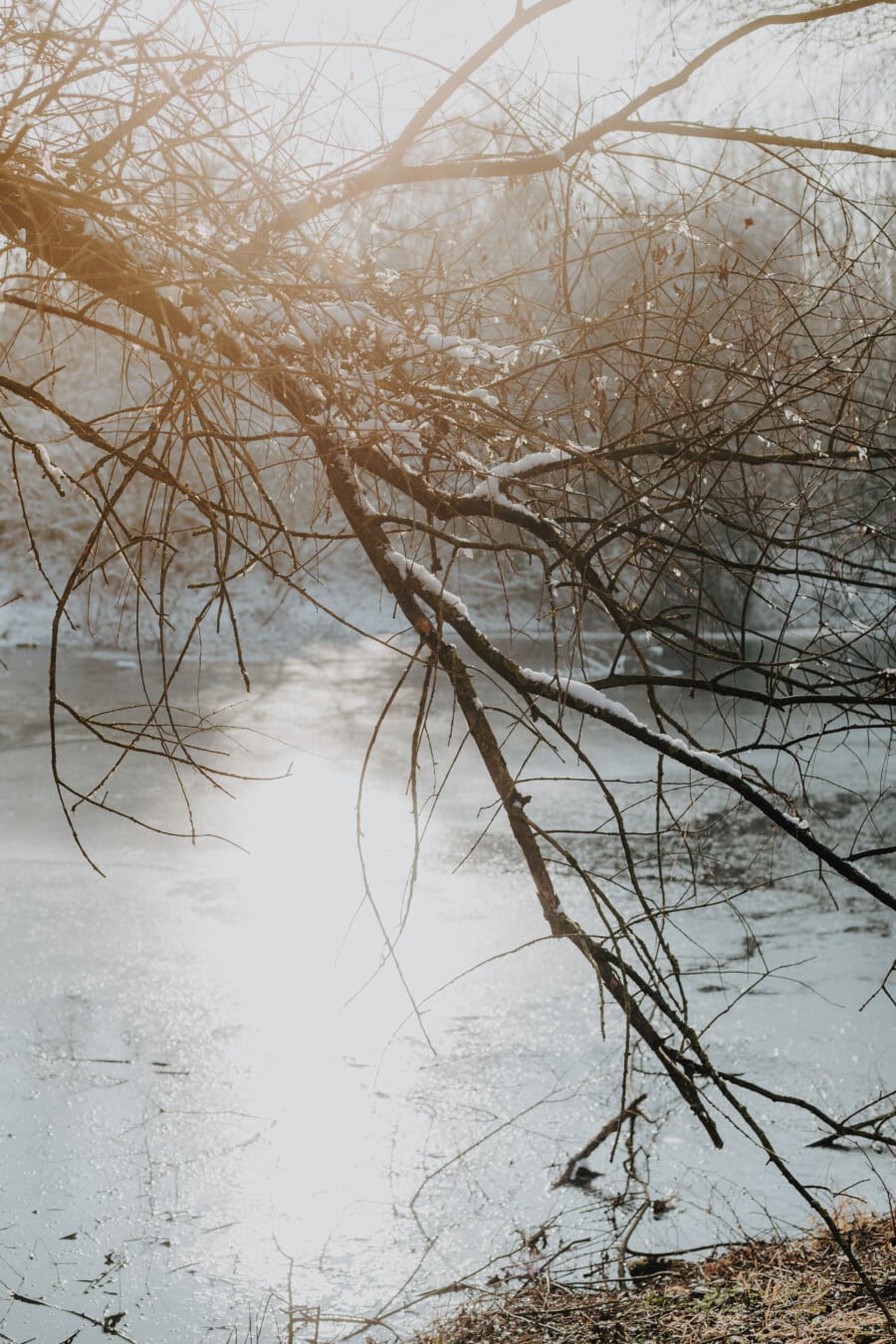 winter, sunshine, tree, branches, snowy, lake, frozen, weather, forest, wood