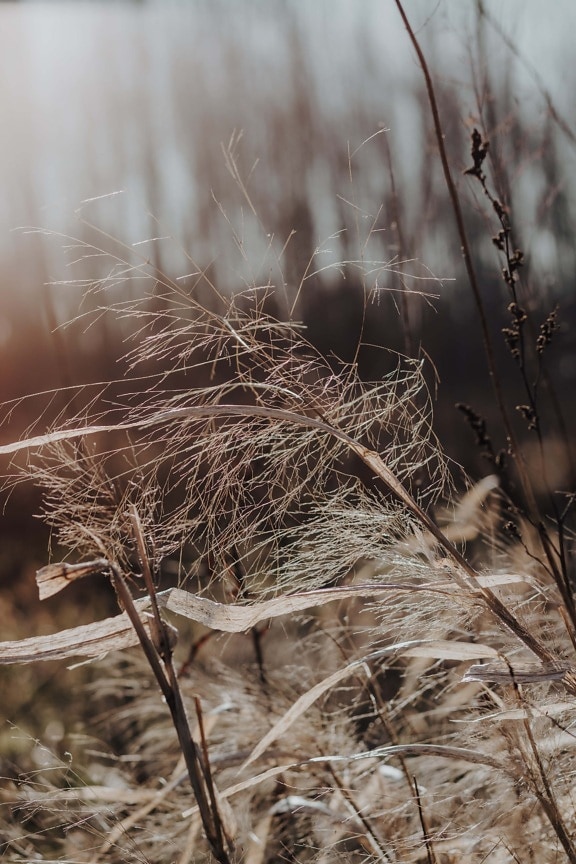 straw, frosty, frost, grassy, branchlet, winter, backlight, rural, wheat, nature