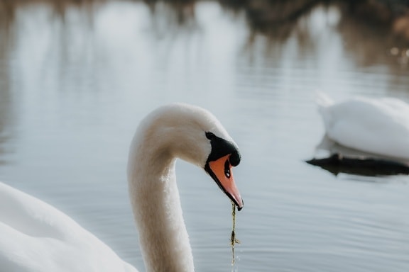 swan, neck, beak, head, bird, feeding, grace, purity, majestic, aquatic bird