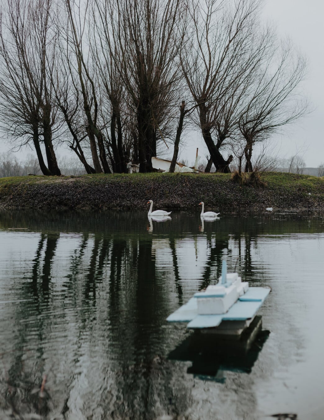 riverbank, swan, foggy, morning, landscape, water, lake, channel, winter, nature