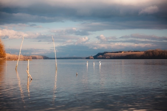 cisne, tres, paisaje, oscuridad, atmosfera, calma, Costa, puesta de sol, reflexión, junto al lago