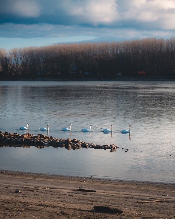 birds, riverbank, swan, swimming, river, Danube, shore, beach, lake, water