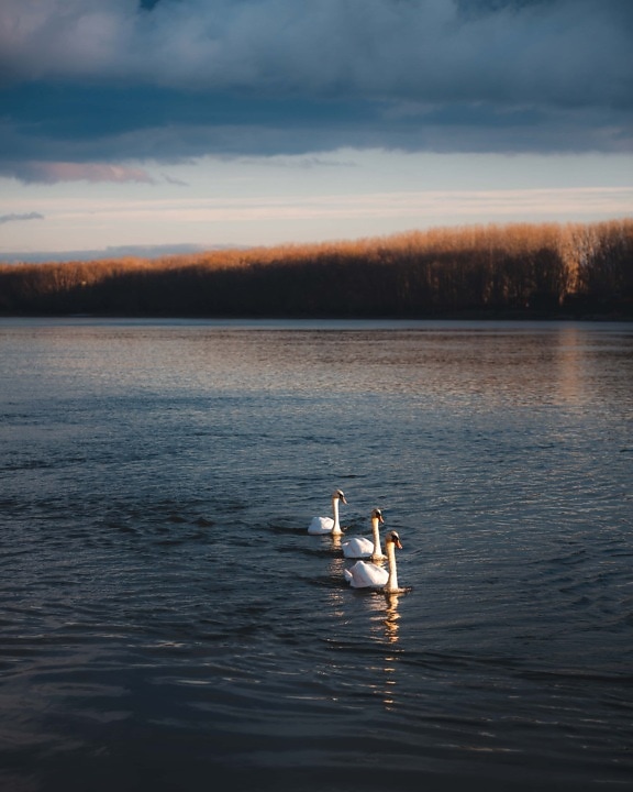 three, swan, birds, river, Danube, sunset, water, reflection, dawn, nature
