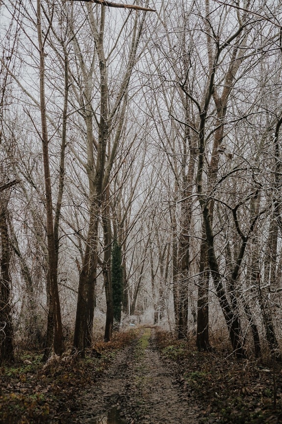 forest path, frozen, forest, branches, forest road, frost, winter, trees, tree, landscape