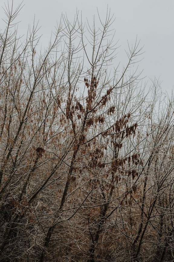 frozen, branches, trees, cold, autumn season, frosty, branch, wood, tree, forest