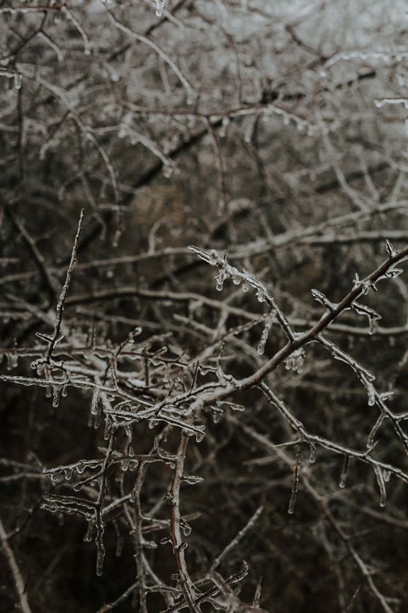 branches, frozen, winter, frost, ice crystal, wood, tree, nature, branch, cold