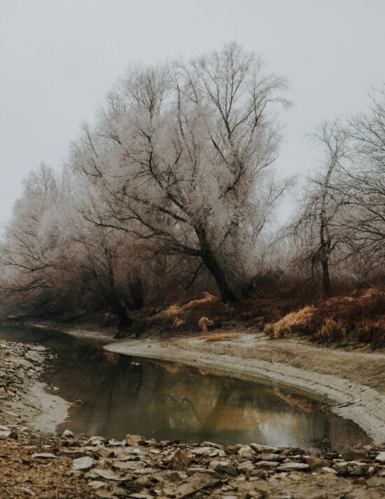 pantano, invierno, canal, día, hay niebla, orilla del río, Río, cauce del río, niebla, árbol