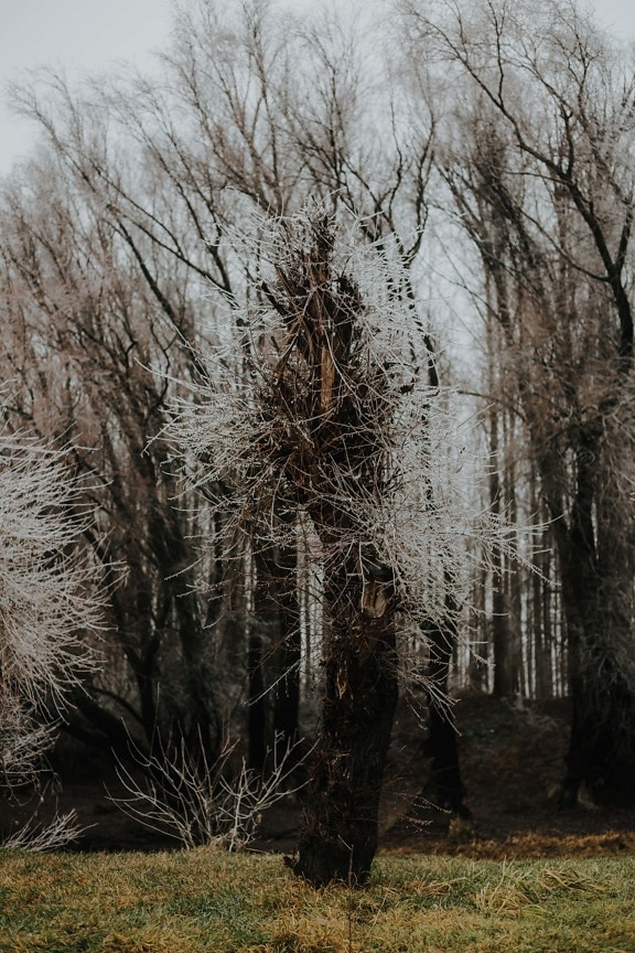 Ramos, congelado, manhã, nebuloso, paisagem, Inverno, árvore, floresta, árvores, madeira