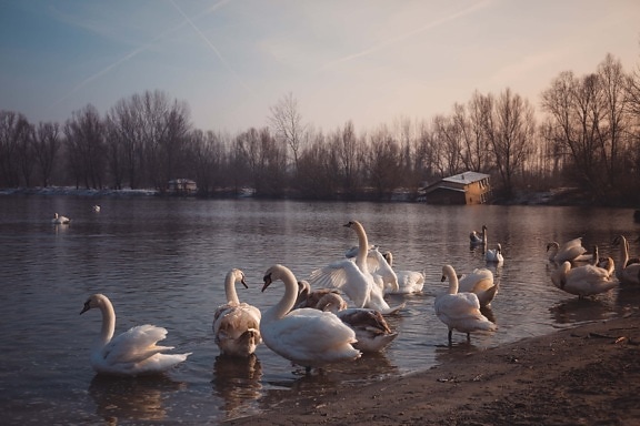 birds, swan, many, evening, riverbank, sunset, aquatic bird, bird, lake, water