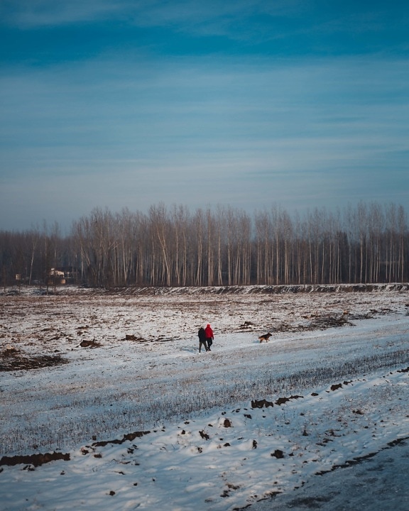 people, walking, winter, field, forest, trees, snow, landscape, cold, weather