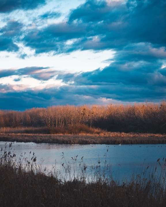 azul oscuro, dramático, pantano, junto al lago, bañados, pantano, flora y fauna, desierto, naturaleza, lago