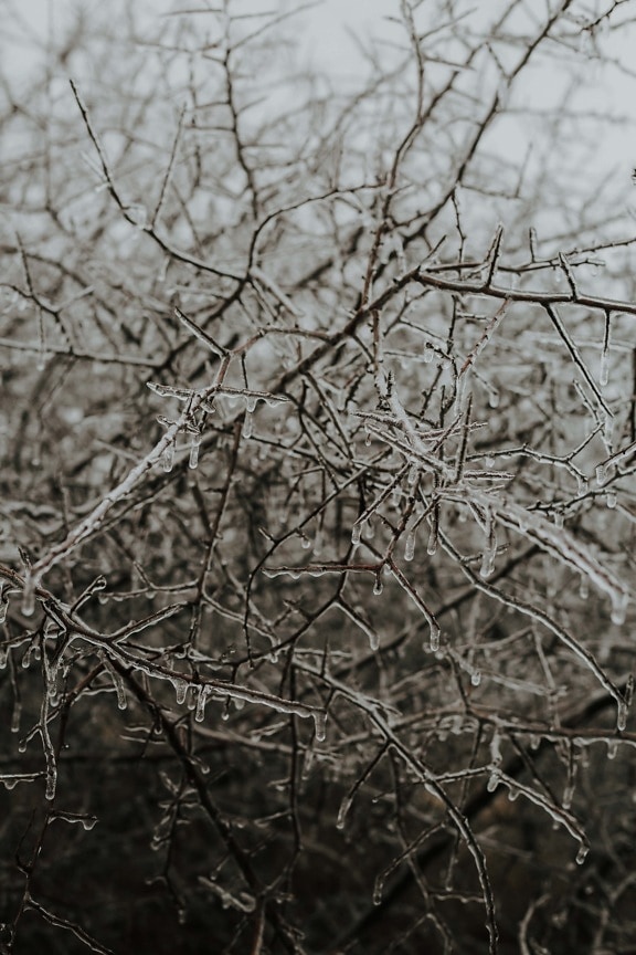 winter, frosty, frost, branches, branchlet, fog, tree, ice crystal, forest, branch