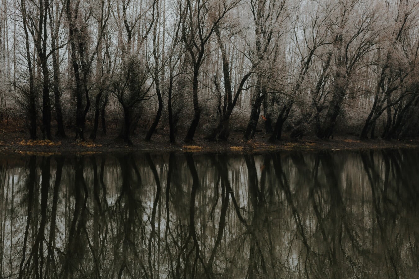 channel, river, waterway, calm, water level, reflection, trees, wetland, tree, land