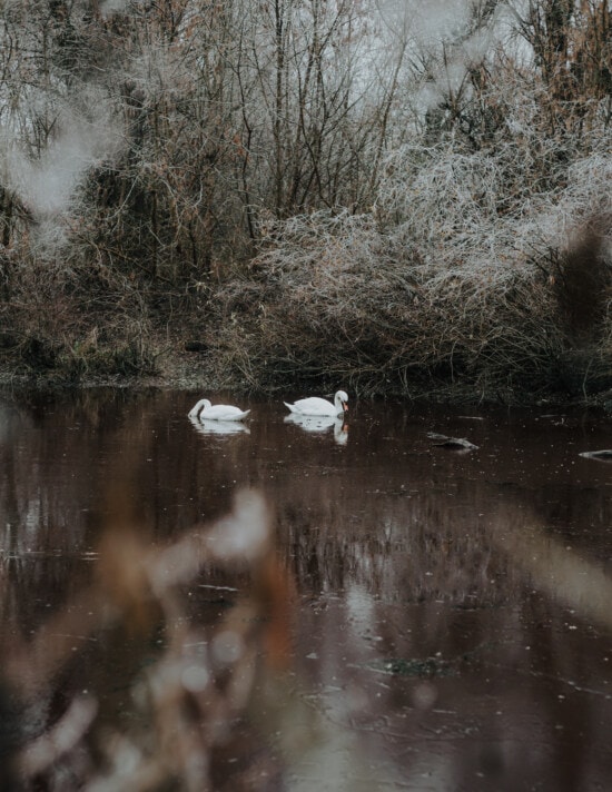 pond, swamp, swan, wetland, nature, water, lake, cold, river, frost