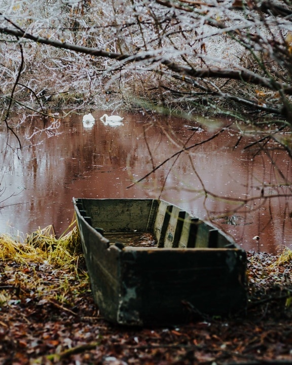 jesennej sezóny, októbra, Swamp sparrow, breh rieky, opustené, riečna loď, tmavo zelená, drevené, loďou, príroda