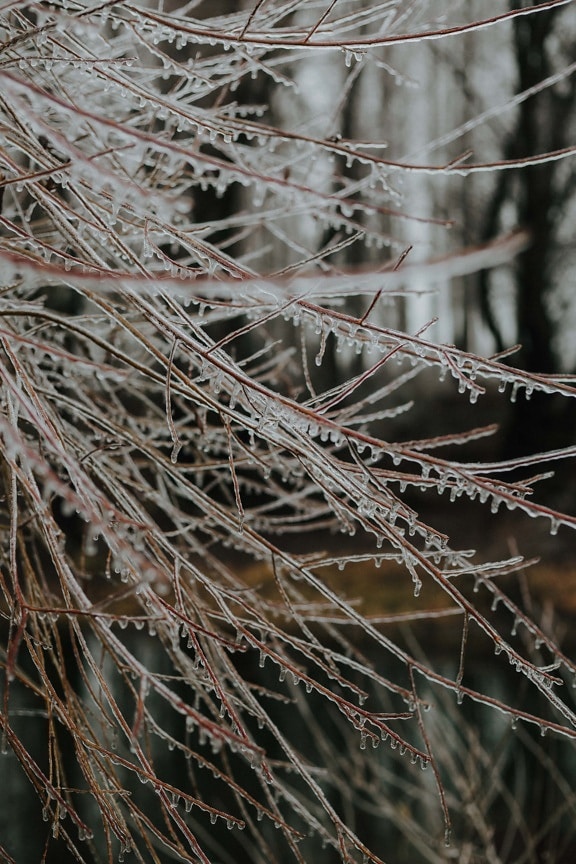 小枝, 冷凍, 枝, 冬, 氷, 霜, 雨, 氷の結晶, 低木, 自然