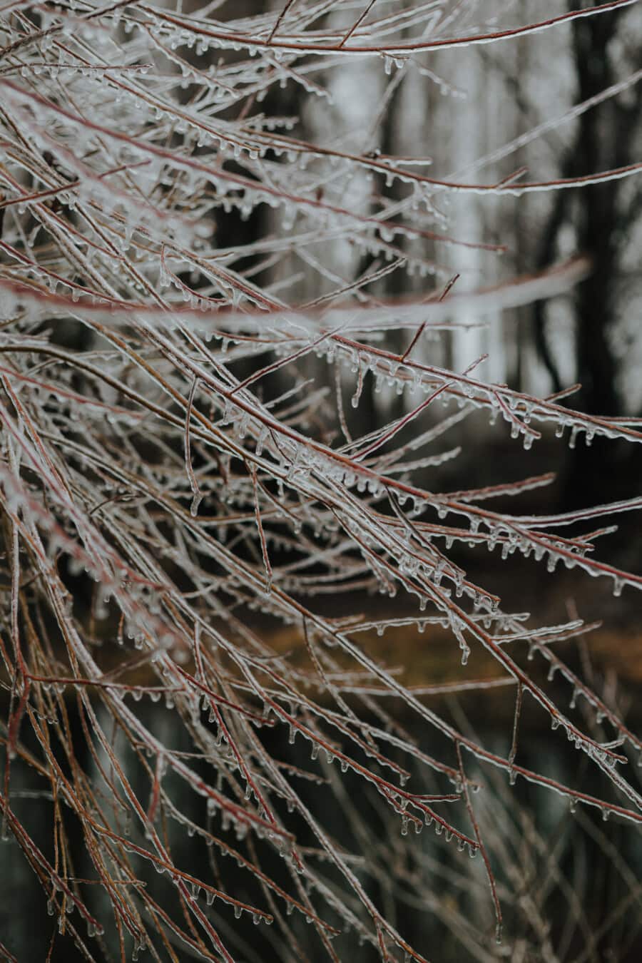 Zweig, gefroren, Geäst, Winter, Eis, frost, Regen, Eiskristall, Strauch, Natur