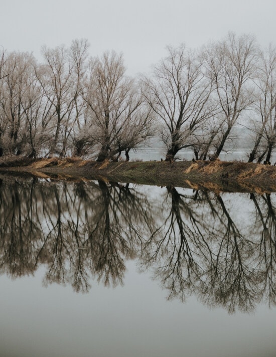 river, riverbank, foggy, reflection, coast, calm, atmosphere, tree, landscape, forest