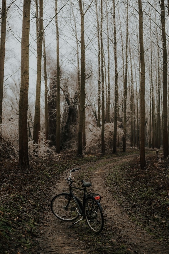 forest trail, bicycle, wilderness, cold, frosty, fog, winter, trees, tree, landscape