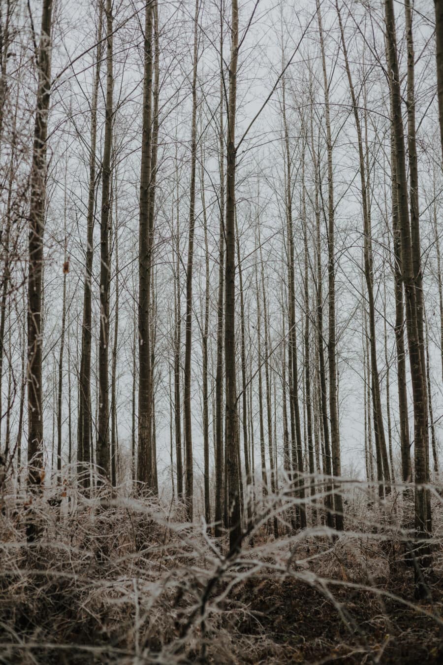 cold, frost, forest, bad weather, trees, branches, high, landscape, winter, birch