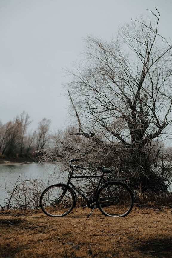 negro, bicicleta, orilla del río, árbol, paisaje, frío, niebla, naturaleza, madera, amanecer