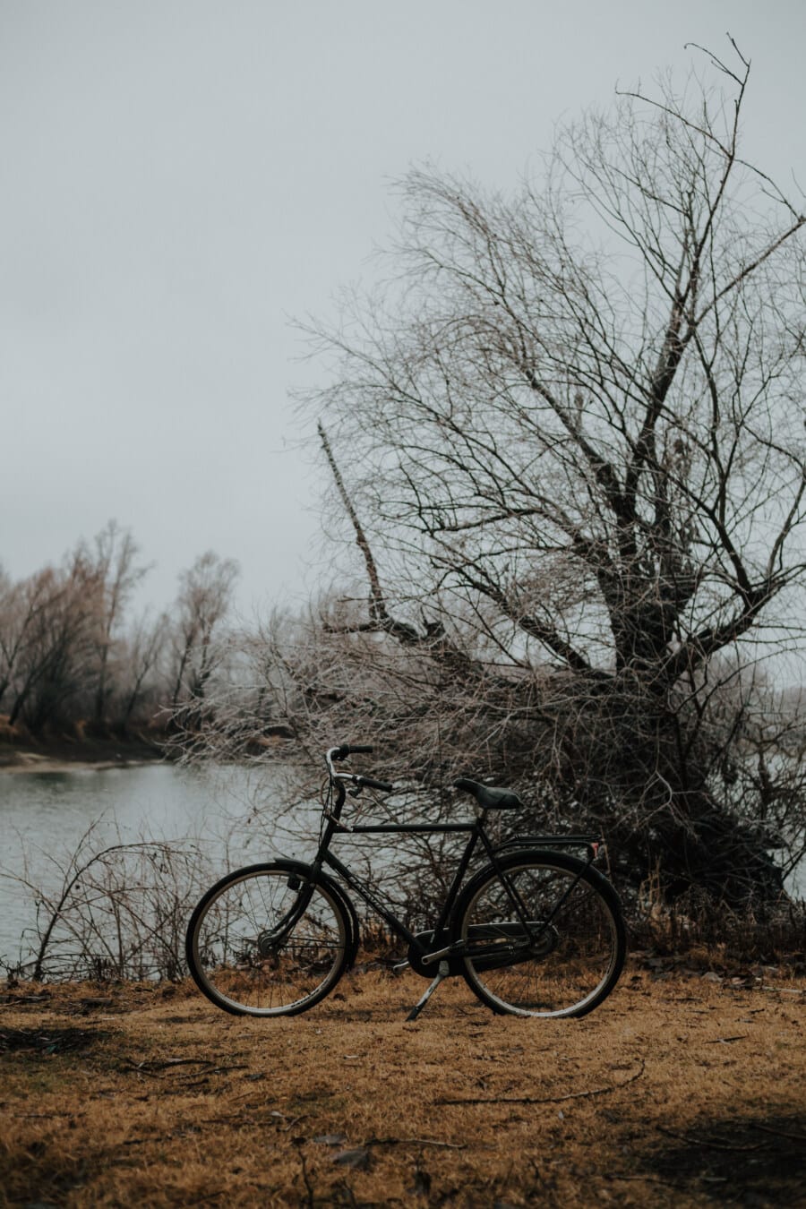 чорний, велосипед, берег річки, дерево, краєвид, холодної, туман, природа, деревина, світанок