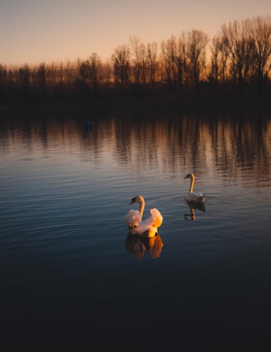 bonita, amanecer, cisne, aves, natación, junto al lago, lago, agua, reflexión, pájaro