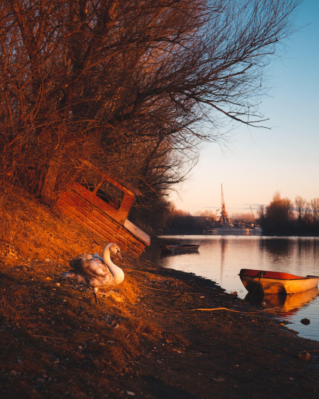 swan, standing, riverbank, majestic, landscape, sunset, lake, dawn, shed, river