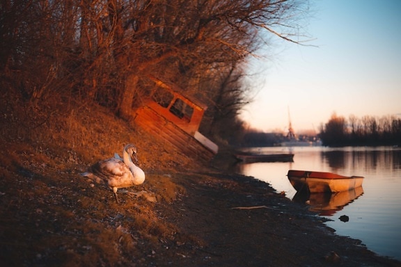 swan, sunset, riverbank, low tide, lake, water, river, dawn, reflection, evening