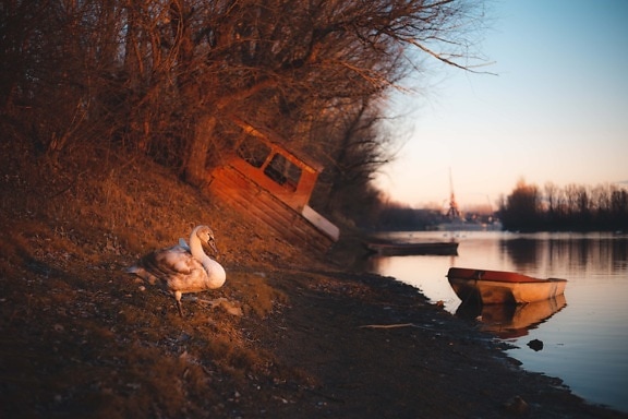 riverbank, swan, sunset, shipwreck, abandoned, boat, dawn, water, lake, river