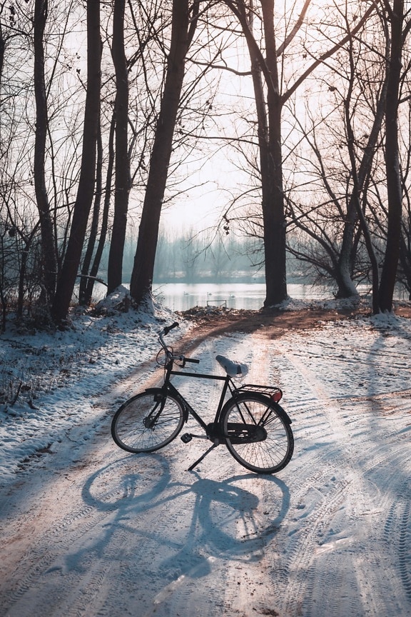 forest road, winter, road, bicycle, snow, forest path, shadow, backlight, tree, vehicle