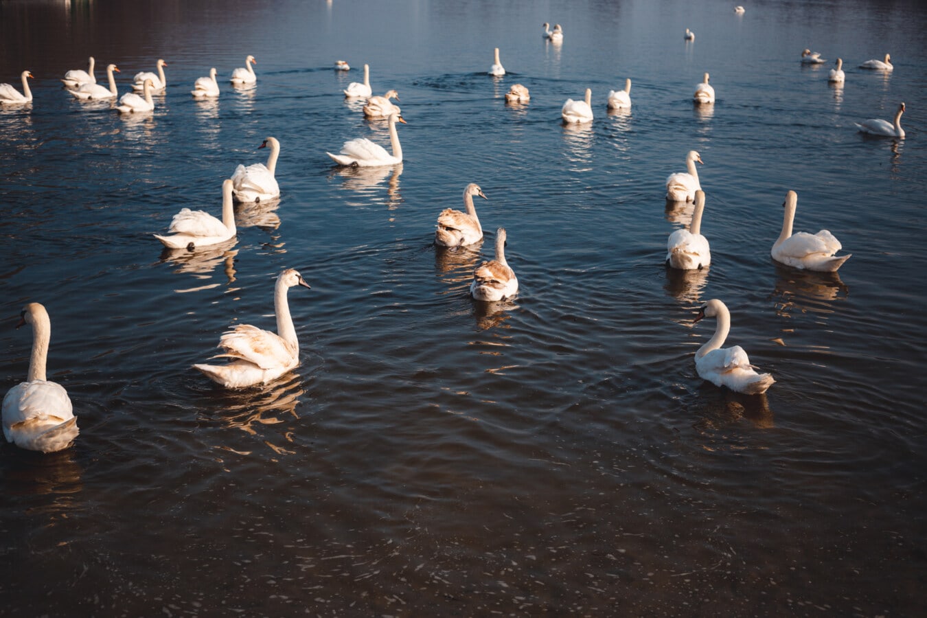 many, swan, birds, aquatic bird, bird, lake, water, swimming, wildlife, nature