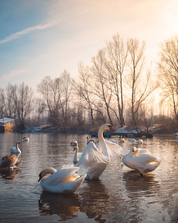 beautiful, sunny, day, swan, birds, wings, wildness, nature, shore, lakeside