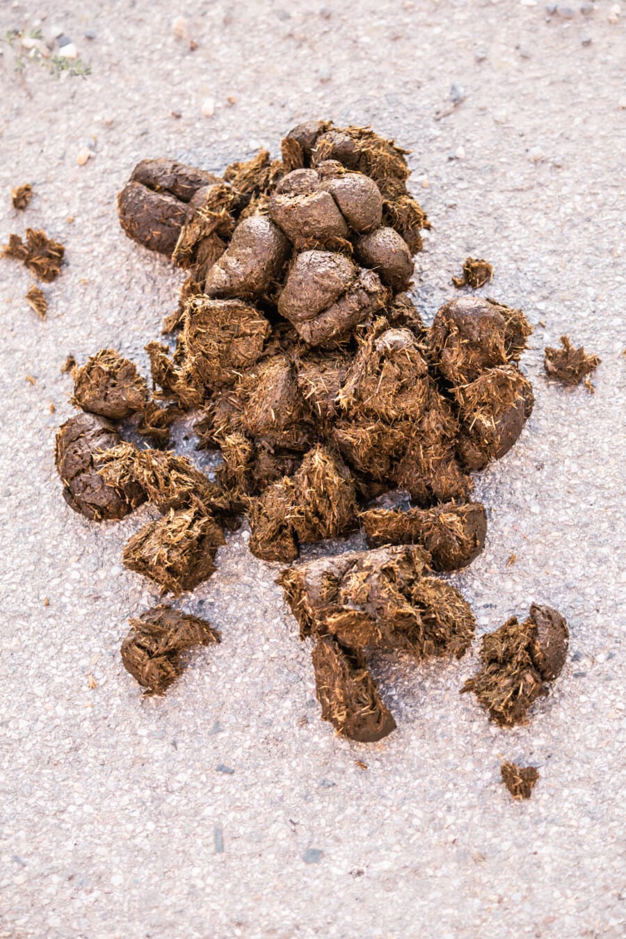 feces, excrement, pile, ground, dry, upclose, batch, brown, organic, close-up
