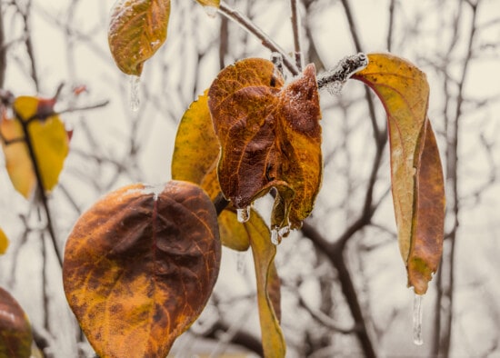 saison de l'automne, froide, feuilles, branches, congelés, cristal de glace, sec, gel, arbre, feuille