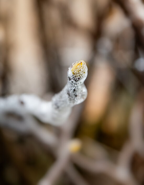 frozen, bud, branches, spring time, frosty, frost, cold, outdoors, tree, nature