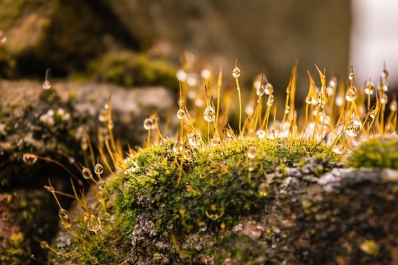 alberello, lichene, muschio, goccia di pioggia, rugiada, macro, da vicino, muscoso, natura, erba