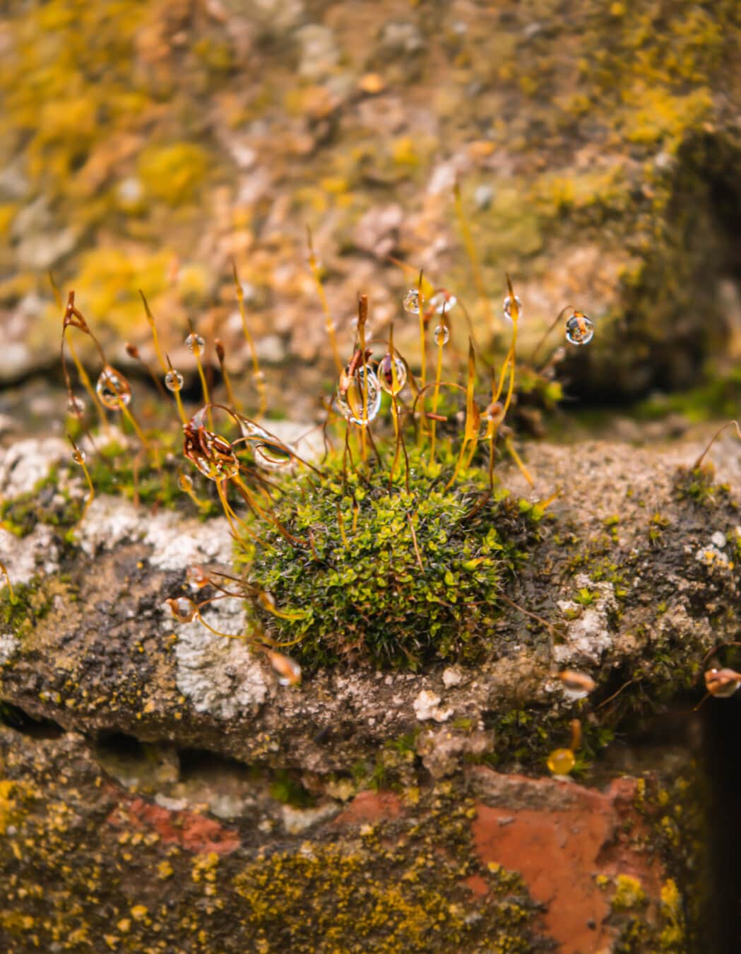 lichen, jeune arbre, rosée, mousse, herbe, à l’extérieur, nature, plante, flore, champignon