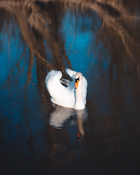 swan, young, white, feather, bright, perch, grace, swimming, bird, water
