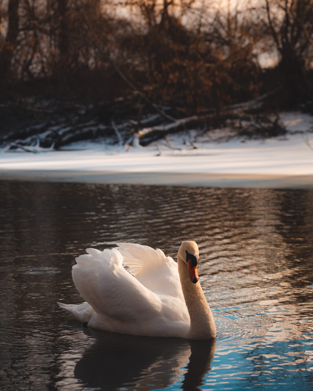красивые фото, лебедь, зима, на берегу озера, закат, вода, природа, птица, озеро, отражение